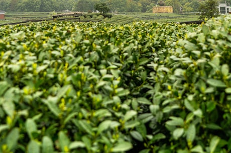 雁南飞茶田：茶与自然的奇妙结合