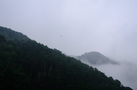 西双版纳旅游局(来看西双版纳旅游局推荐的三大原始森林景区)