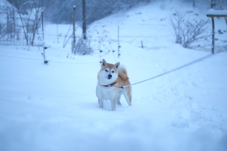 惊奇！陨石边境牧羊犬发现新星球！