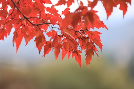 落叶乔木(落叶乔木：秋霖刮过，枝繁叶茂正是换叶好时节)