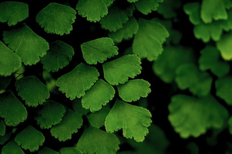 我眼里的豆荚：一种能带来福气的植物