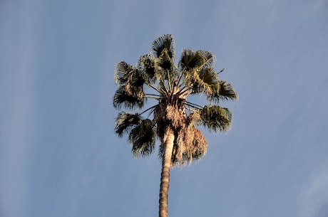 los angeles(美国洛杉矶：风景如画的城市)