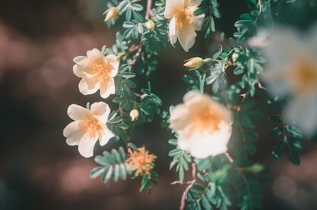 芦花(走近芦花，见证一千年的梦想)