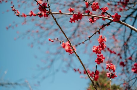 花雕酒是什么(让你一次了解花雕酒是什么)