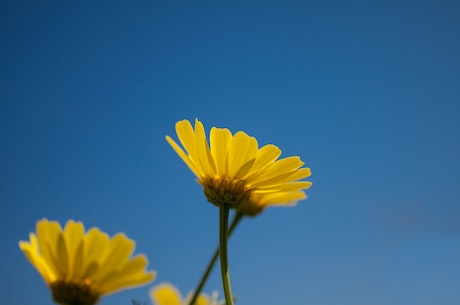 关于菊花的诗句(秋菊)