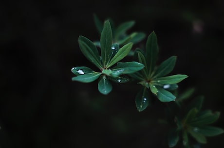 沈丁花：华东地区春季最美好的花卉