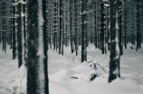 雪景寒林图(神秘雪景寒林图，仿佛置身童话故事中)