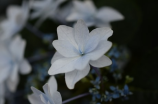 青海湖油菜花(探寻青海湖油菜花的壮丽画卷)