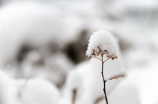 雪中悍刀行徐凤年有几个女人